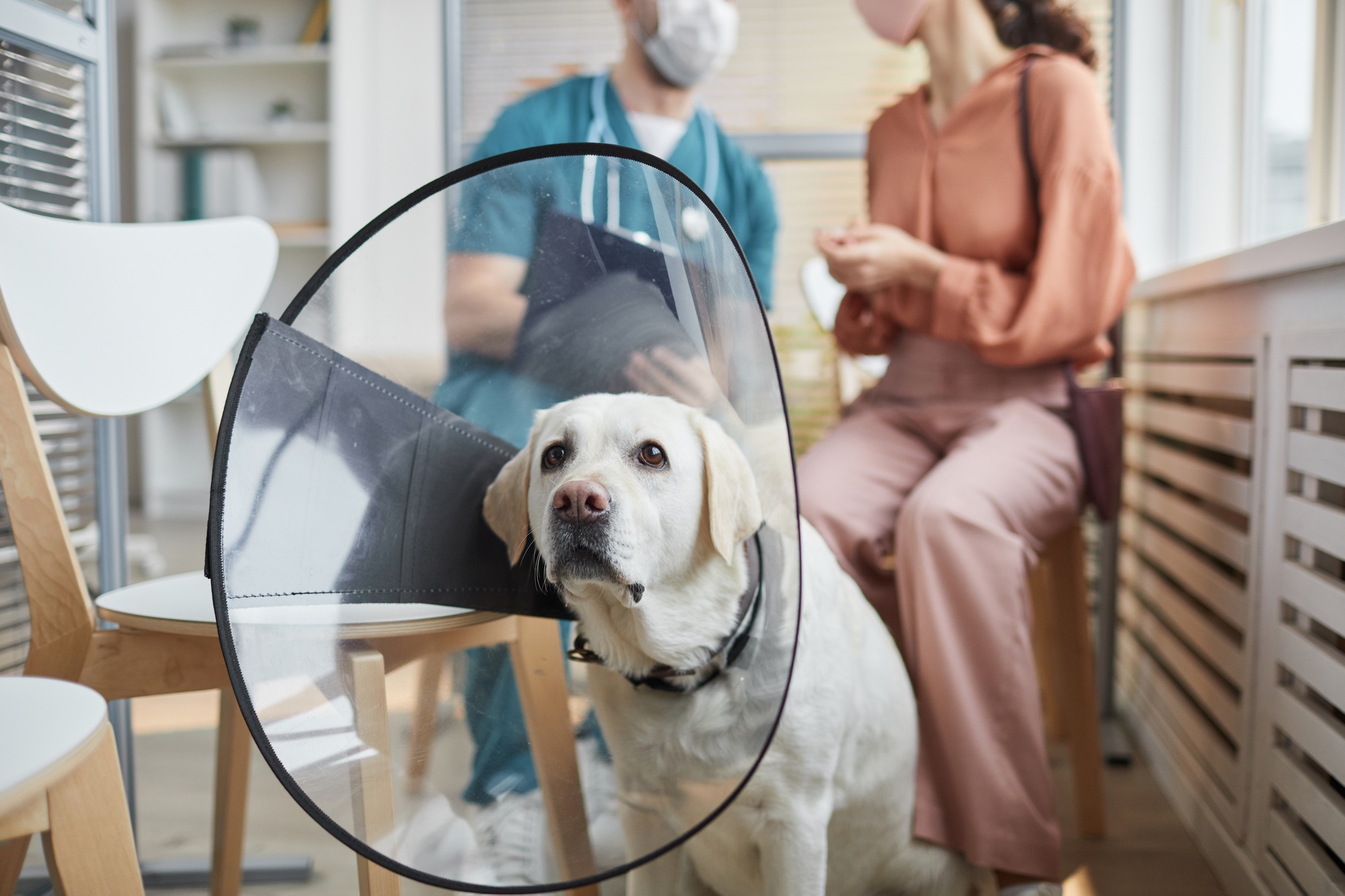 Dog Wearing Protective Collar at Vet Clinic